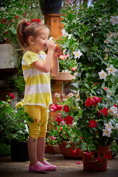 Cute little girl smelling mandevilla flower in a greenhouse (rocktrumpet) - Photo, image