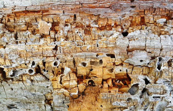 Textura de tronco de madera en descomposición con grietas y agujeros, comido por plagas, primer plano. - Foto, imagen