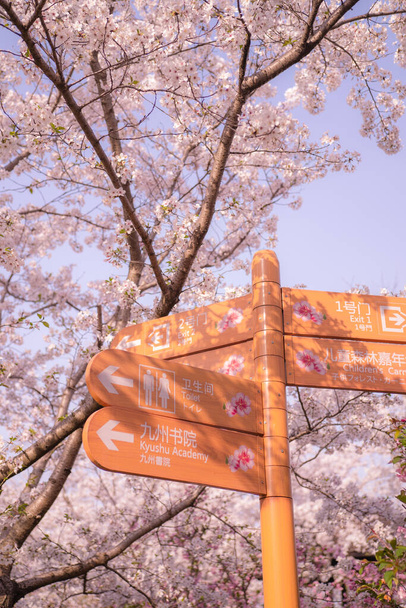 cherry blossom in spring - Фото, зображення