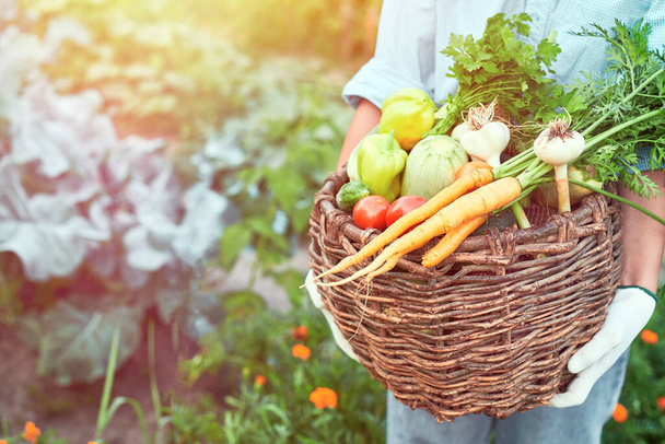 Organic vegetables. Farmers hands with freshly harvested vegetables in basket. Autumn harvest and healthy food concept. - Fotó, kép