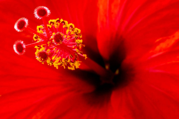 Κόκκινο λουλούδι κοντά φωτογραφήθηκε από την κάτω γωνία. Μακροφωτογραφία - Φωτογραφία, εικόνα