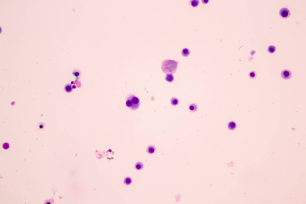 Χρωμοσώματα Άνθρωπος κάτω από το μικροσκόπιο για εκπαίδευση. - Φωτογραφία, εικόνα