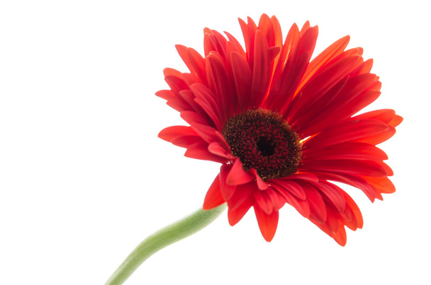 gerbera çiçek - Fotoğraf, Görsel