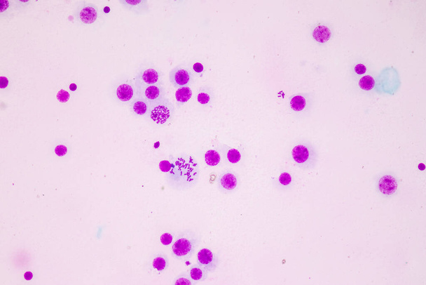 Хромосомы человека под микроскопом для образования. - Фото, изображение