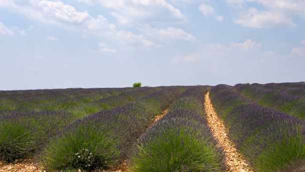 Πεδίο Lavender στο περιφερειακό φυσικό πάρκο Verdon στη Γαλλία εναέρια άποψη - Φωτογραφία, εικόνα