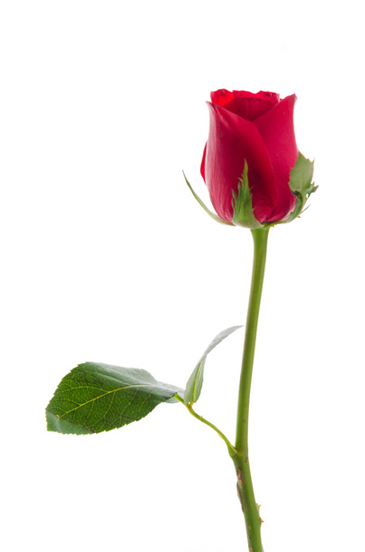 Rosa roja - Foto, Imagen