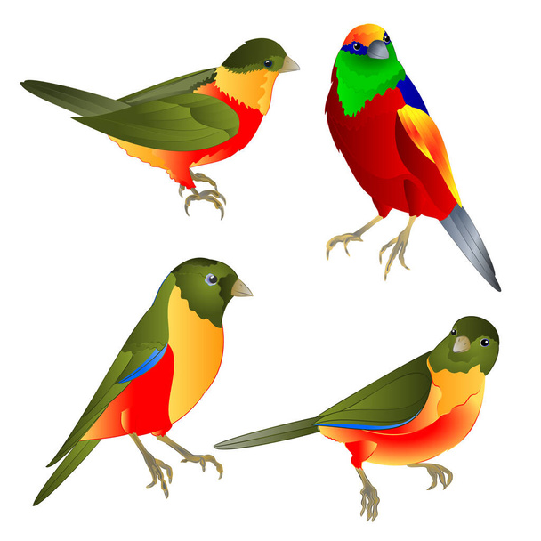Trópusi madarak akvarell fehér háttér évjárat készlet két vektor illusztráció szerkeszthető kézi sorsolás - Vektor, kép