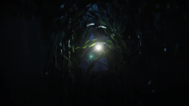 Verängstigte junge Frau läuft nachts mit Taschenlampe durch das Dickicht - Filmmaterial, Video