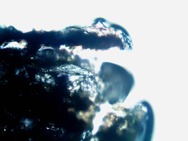 microscopy, photo of oranism found by me - Photo, Image