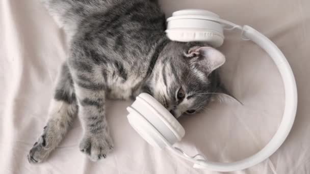 4k Relaxed striped gray tabby kitten cat listening music in headphones on white bed. Festive mood concept - Footage, Video