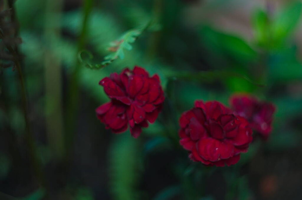 dianthus kukkia, neilikka kukkakimppu, makea William - Valokuva, kuva