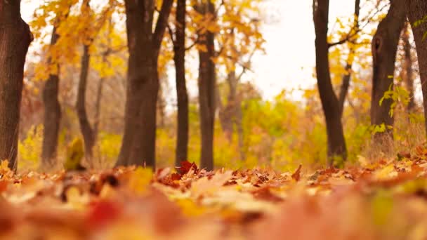 Πέφτουν πολύχρωμα φύλλα από τα δέντρα την ηλιόλουστη φθινοπωρινή μέρα - Πλάνα, βίντεο