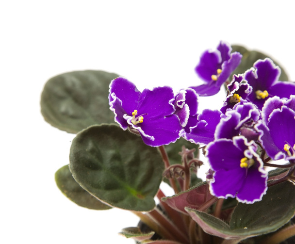 Dark purple african violet with white petal edges; isolated on white - Foto, Imagem