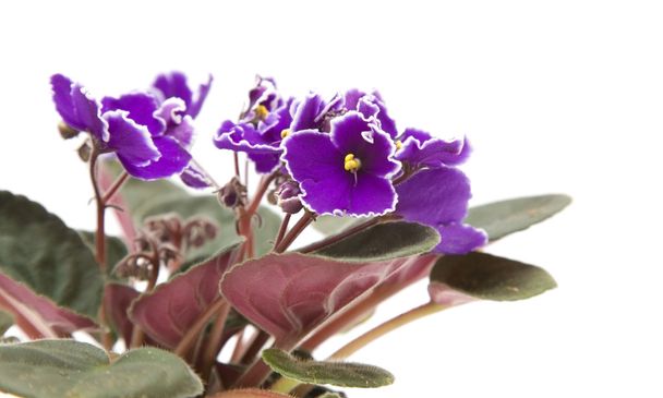 Dark purple african violet with white petal edges; isolated on white - Фото, изображение