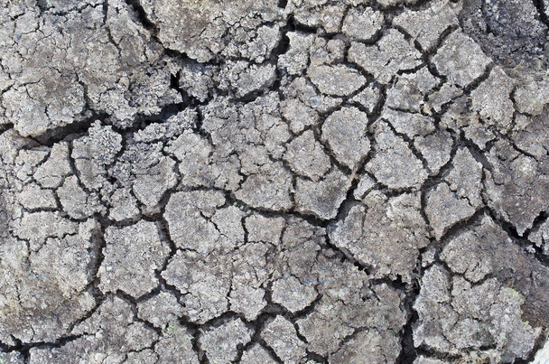 長時間の水と雨の不足、気候変動や環境の概念のための乾燥した1階の表面 - 写真・画像