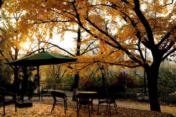 autumn park in the city - Foto, Imagen