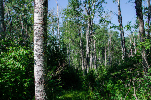 bosque en parque provincial de montaña de pato, manitoba, canada - Foto, Imagen