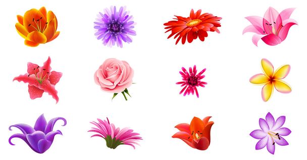 Realistické různé barevné květinové set vektorové ilustrace. Sada 12 květin - Vektor, obrázek