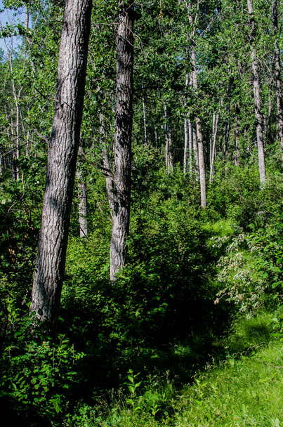 bos in eendenberg provinciaal park, manitoba, canada - Foto, afbeelding