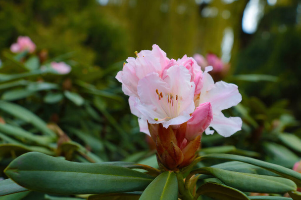 Na jaře kvetoucí rododendron v zahradě. Oživující příroda. Léčivá rostlina, esenciální olej rostliny je vyroben z parfému, a listy rostliny a stonku se používají v medicíně - Fotografie, Obrázek