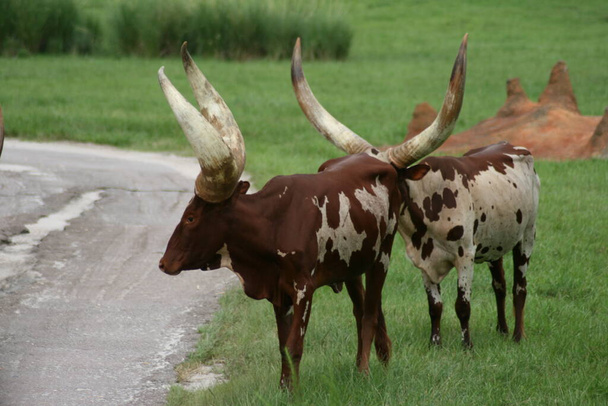 Vaca ANKOLE WATUSI EM ORLANDO - Foto, Imagem