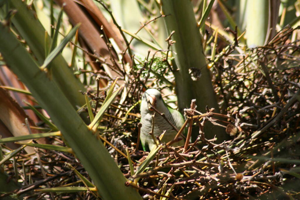 papegaai bouwt zijn nest met takken - Foto, afbeelding