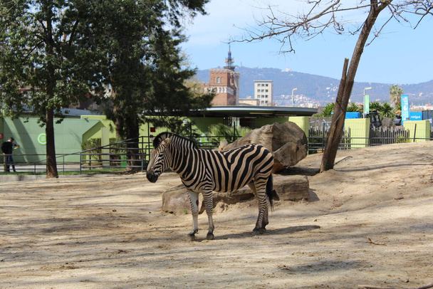 Zebra zonnebaden in de dierentuin van Barcelona - Foto, afbeelding