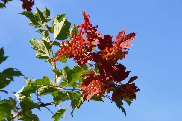 Czerwone jagody viburnum na krzewie - Zdjęcie, obraz