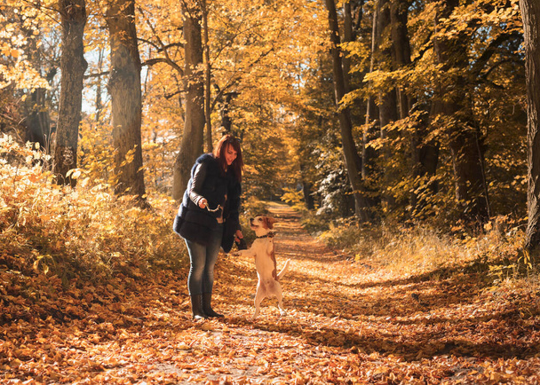 Nuori nainen kävelee beaglen kanssa. Syksyn aurinkoinen päivä puistossa. - Valokuva, kuva