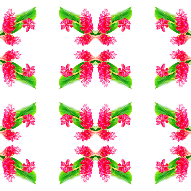 Fiore di zenzero rosso
 - Foto, immagini