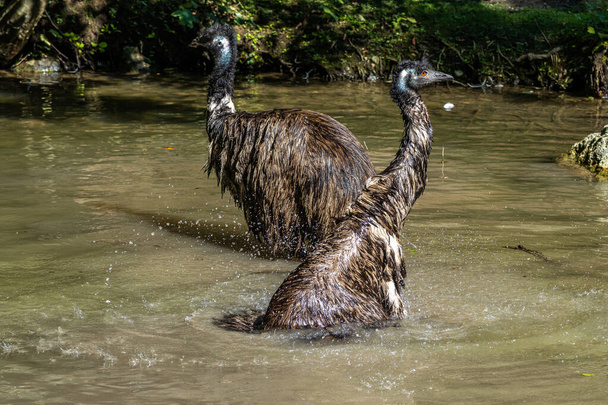Эму Dromaius novaehollandiae является второй по высоте живой птицей после своего родственника-ратита страуса. Эндемик Австралии - Фото, изображение