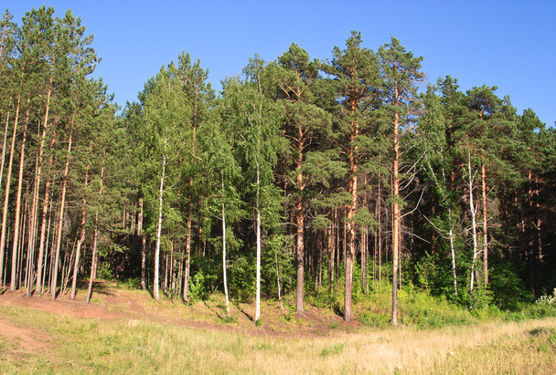 Naturalny krajobraz lato: skraju lasu iglastego sosny - Zdjęcie, obraz