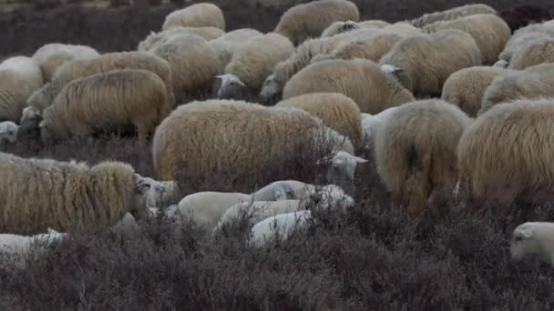 Ovce s jehňaty na vřesovišti, zblízka, zpomaleně 60fps - Záběry, video