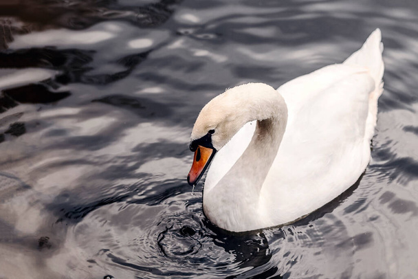 Cisne blanco sobre un fondo de agua oscura. Un cisne nada en el lago. - Foto, Imagen