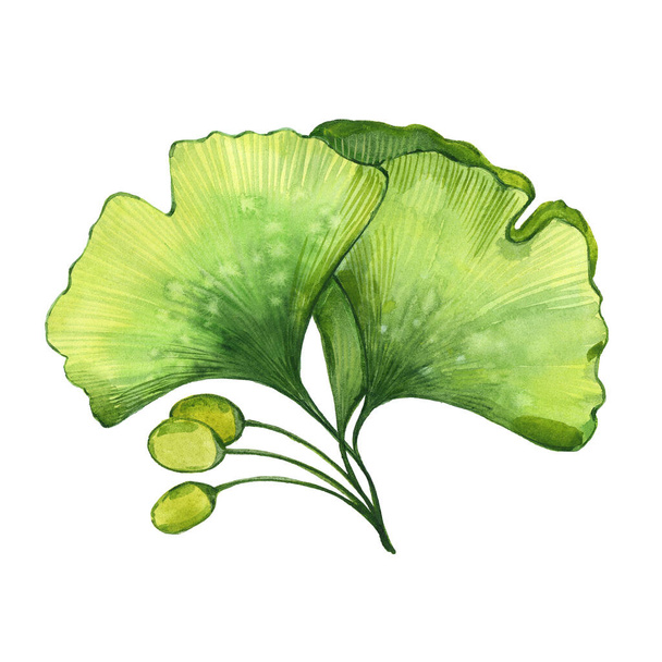 Ginkgo biloba leaves - Фото, зображення