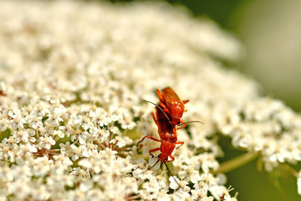 common red soldier beetle, reproduction on a flower of a wild carrot - Photo, Image
