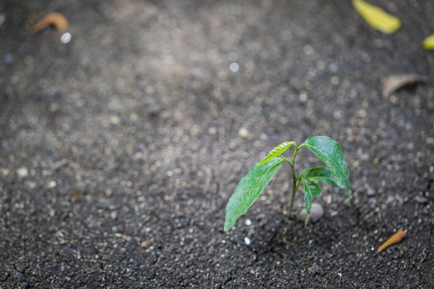 Зеленые сапфировые деревья растут на фоне земли - Фото, изображение