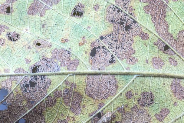 Damage Leaf with holes, eaten by pests isolated on white background - Photo, Image