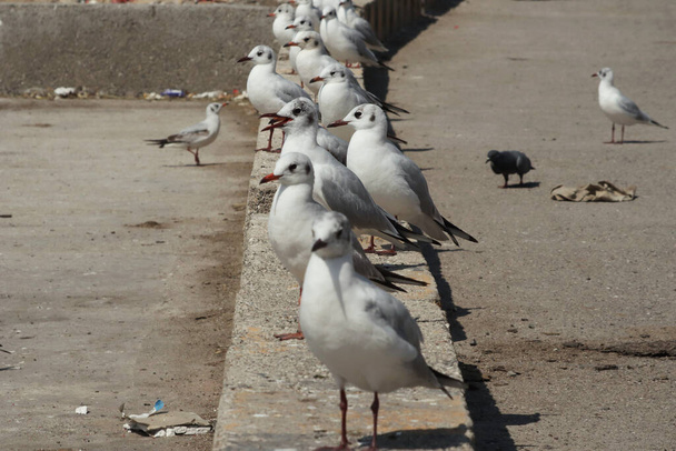 The seagulls in a row - Fotoğraf, Görsel