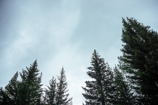 Silhuetas de topos de abeto em fundo de céu nublado. Paisagem florestal mínima atmosférica. Tops de coníferas verdes contra o céu cinzento nublado. Fundo da natureza com abetos e céu. Paisagem de mistério lenhosa. - Foto, Imagem