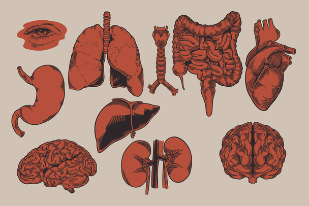 Human biology, organs anatomy illustration. Set of human internal organs: liver, lungs, heart, kidney, brain, eyes, stomach, trachea etc. Engraved hand drawn in old sketch and vintage style. - Вектор, зображення