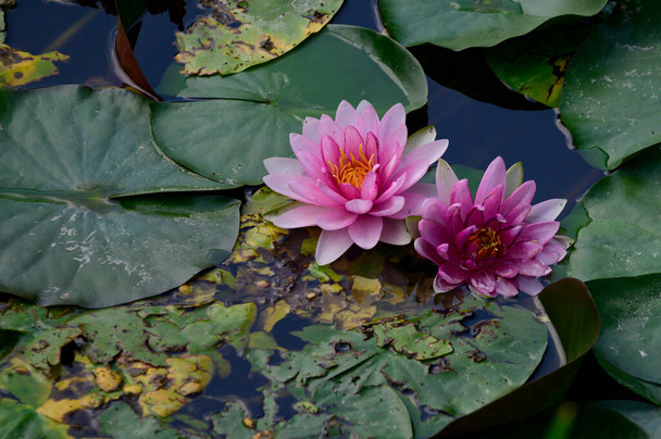 schöne blühende Lotusblüten, die an Sommertagen im Teich wachsen  - Foto, Bild
