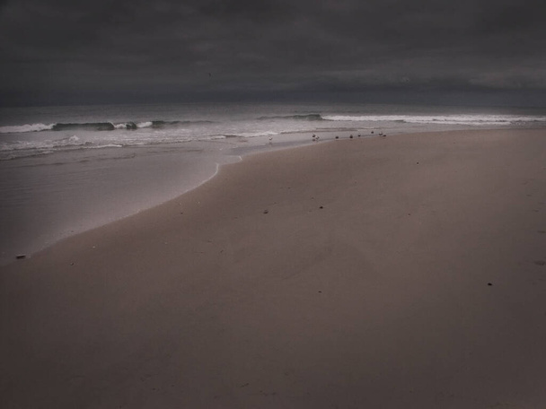 Seagulls on sandy ocean shore - Фото, изображение