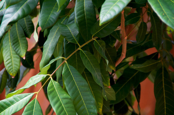 Закройте вид на большие богатые зеленые листья и ветви фруктового дерева Dragon 's Eye, также известного как longan berry. - Фото, изображение