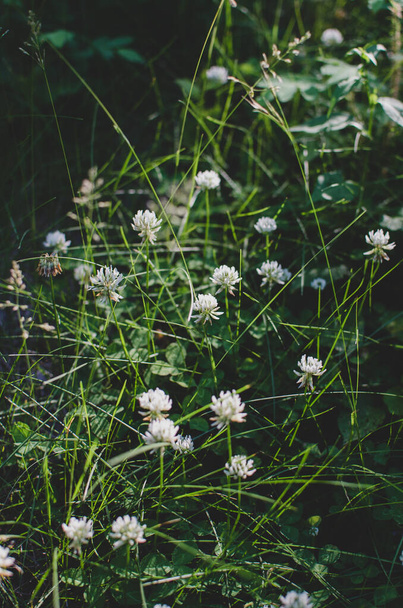 małe białe kwiaty rosnące w wysokiej trawie - Zdjęcie, obraz
