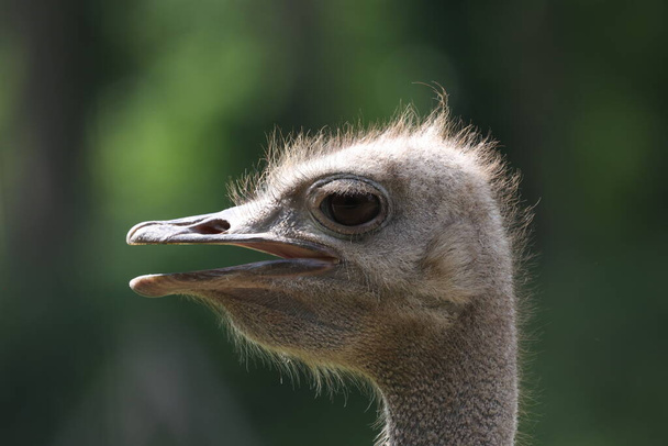 Portrait of an ostrich on an ostrich farm - 写真・画像