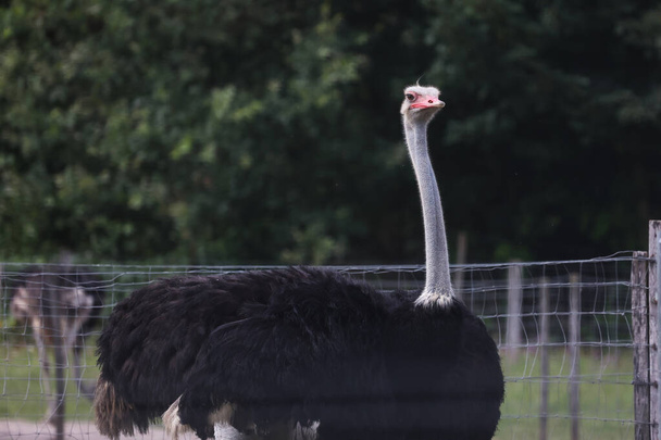 Portrait of an ostrich on an ostrich farm - Foto, Bild