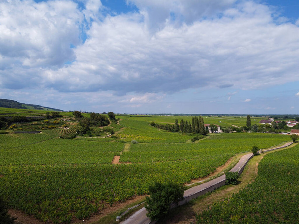 Aerian kilátás fallal körülvett zöld grand cru és premier cru szőlőültetvények sorok pinot noir szőlő növények Cote de nuits, hogy híres vörös-fehér Burgundia bor Burgundia régió Kelet-Franciaország. - Fotó, kép