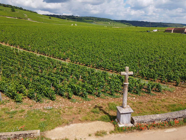 Aerian view on walled green grand cru and premier cru vineyards with rows of pinot noir grapes plants in Cote de nuits, making of famous red and white Burgundy wine in Burgundy region of eastern France. - Photo, Image