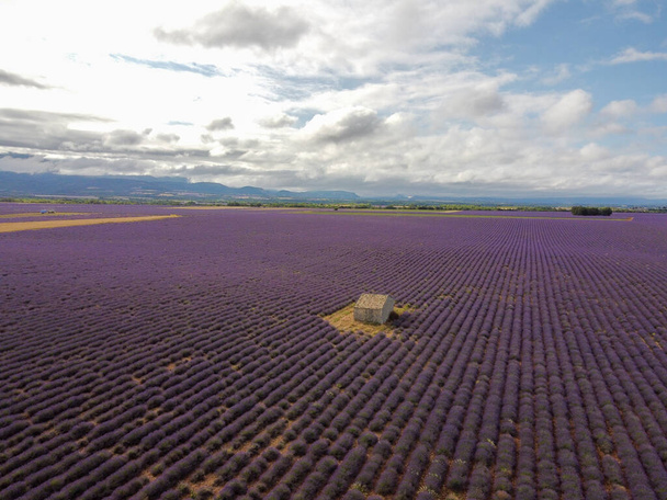 Touristic destination in South of France, aerial view on colorful aromatic lavender and lavandin fields in blossom in July on plateau Valensole, Provence. - Photo, image